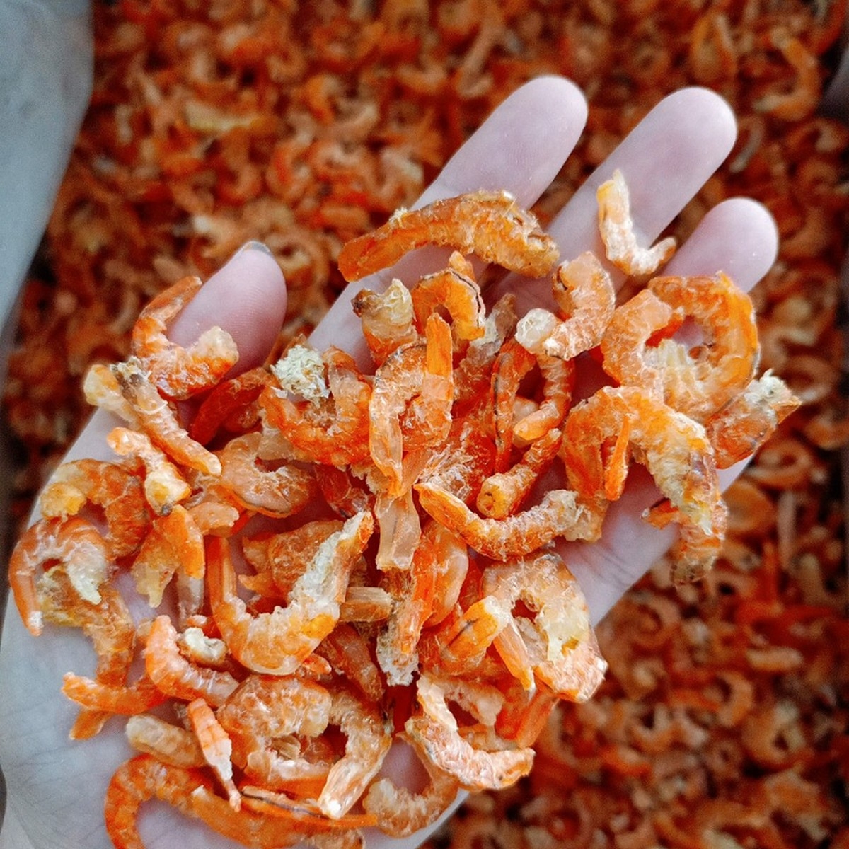 cách bảo quản tôm khô - hình 5
