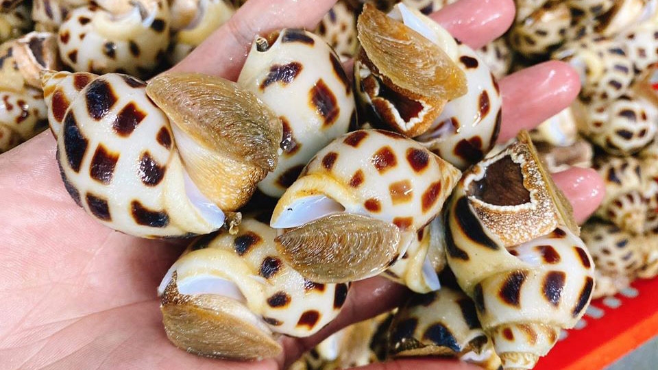 Chọn mua ốc tươi ngon