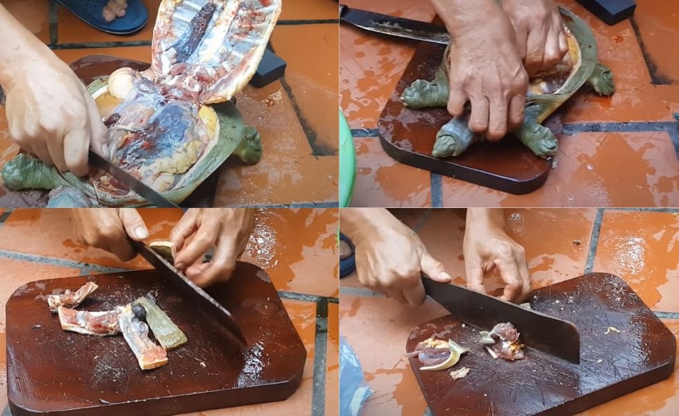 sơ chế ba ba đúng cách