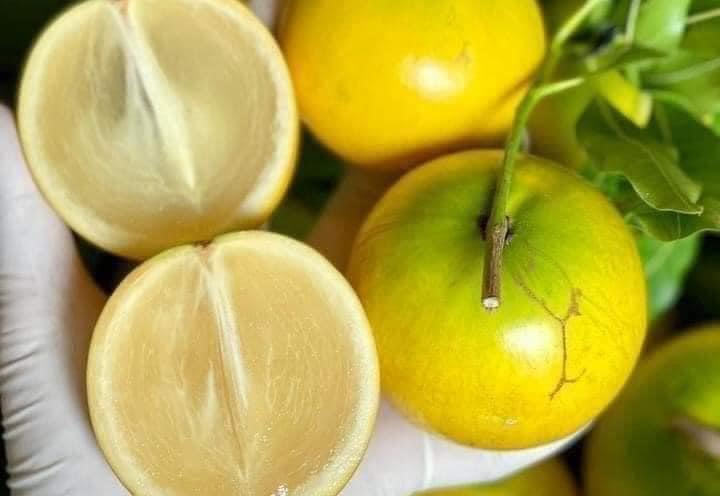 Cách ăn vú sữa hoàng kim như thế nào chuẩn nhất? Mẹo chọn mua vú sữa hoàng kim ngon ngọt 2