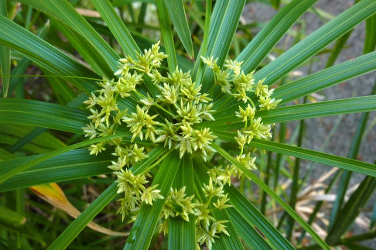 Cây thủy trúc là cây gì?