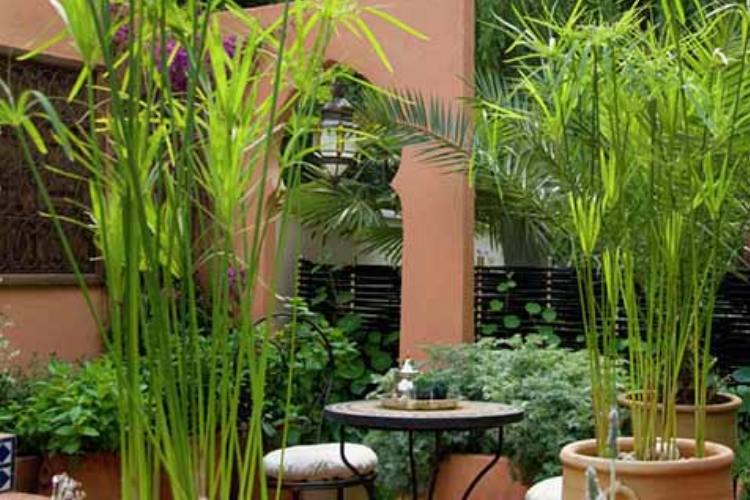 Cây thủy trúc hợp mạng nào?