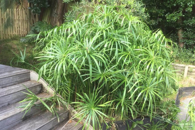 Cách trồng cây thủy trúc