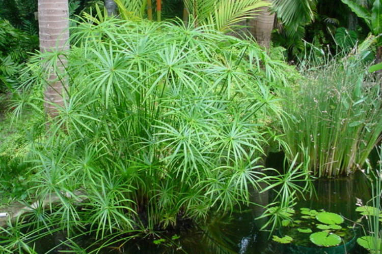 Cây thủy trúc giá bao nhiêu?