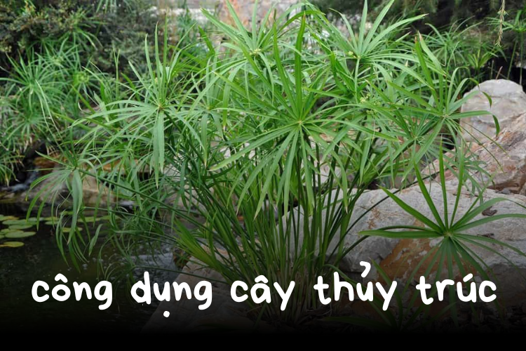 Công dụng của cây thủy trúc