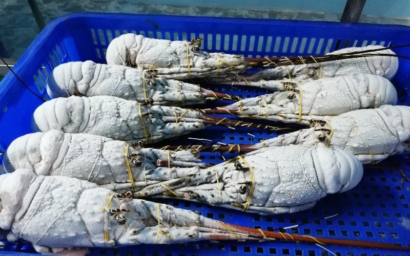 Cách bảo quản tôm hùm sống và tôm hùm đã nấu chín chi tiết cho những ai chưa biết 5