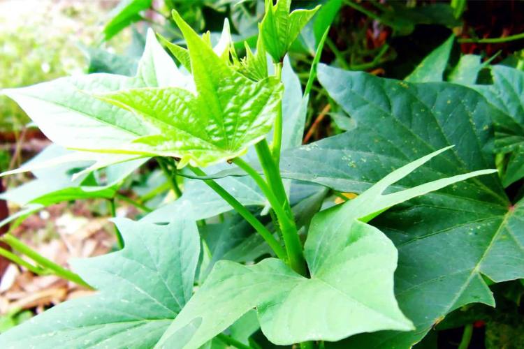 Cách nhặt rau lang