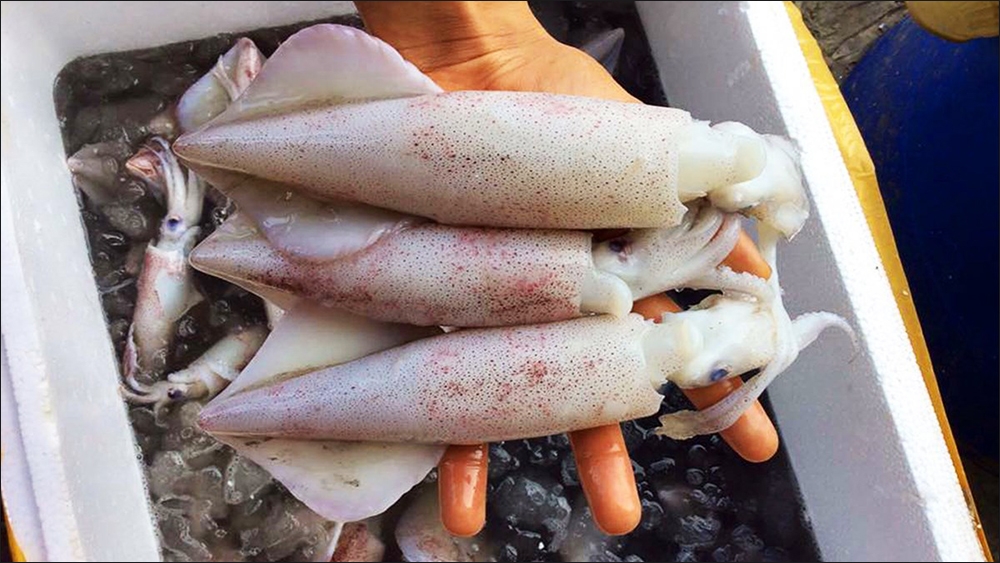 Cách chọn mua mực tươi ngon