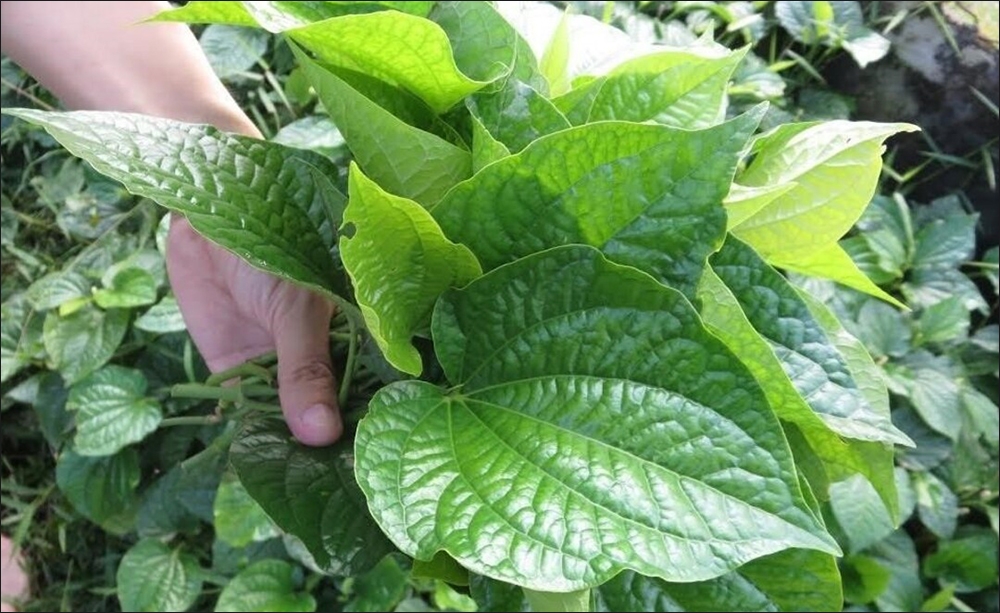 Cách chọn mua lá lốt ngon