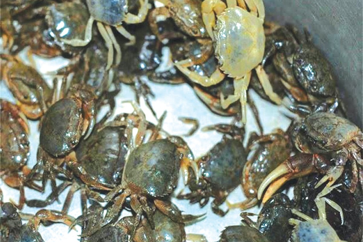 nấu riêu cua 06