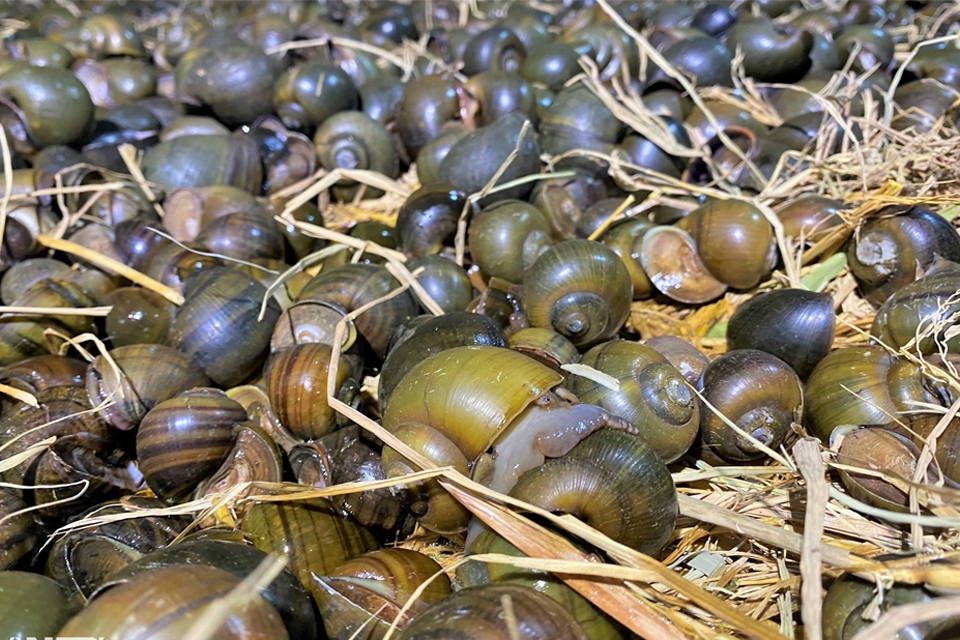 Ốc gác bếp được làm từ nguyên liệu chính là ốc lác.