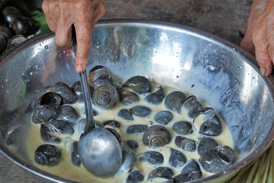 Ốc gác bếp thực chất là một cách ngủ đông lý tưởng của ốc lác.