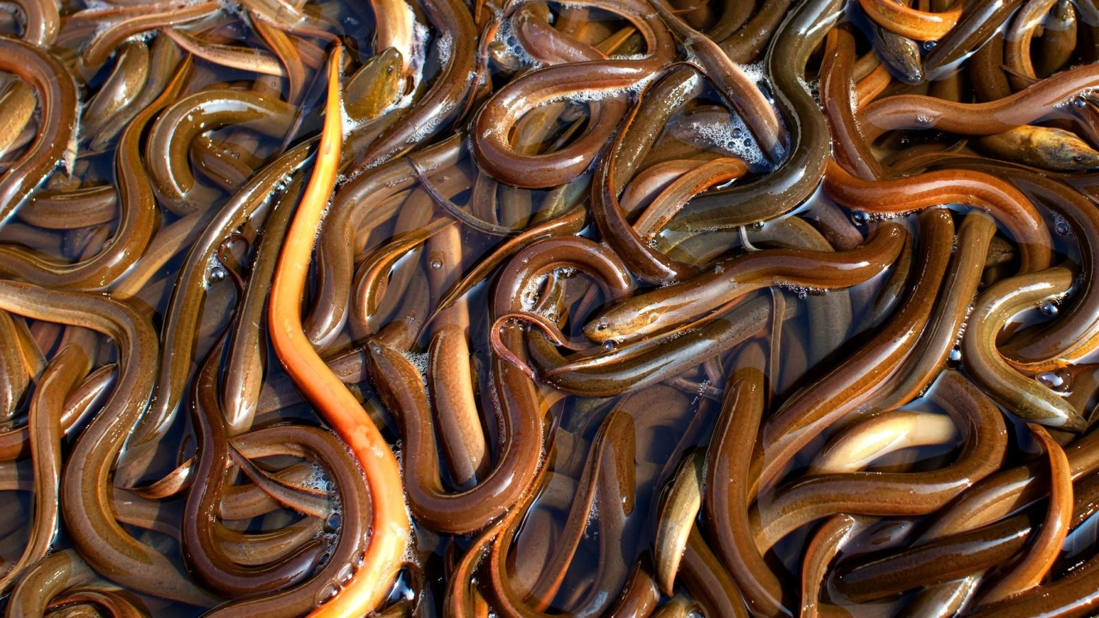 lươn nướng muối ớt - hình 2
