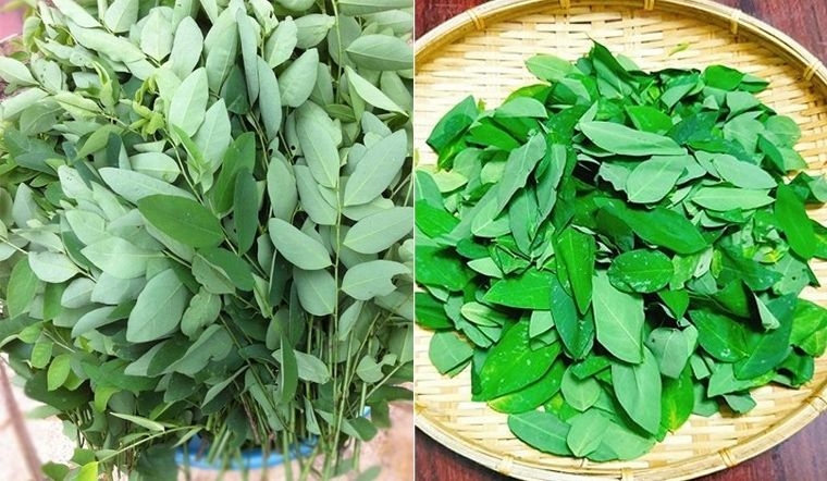 Lặt rau ngót