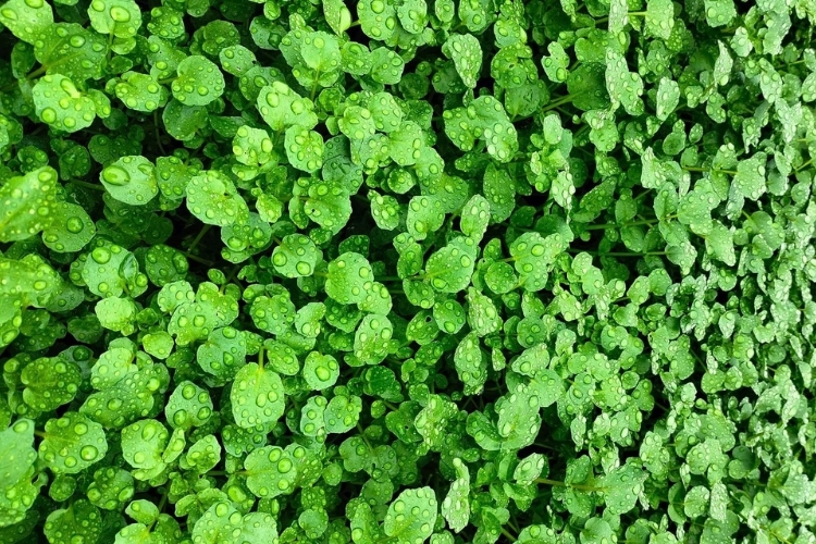 Rau cải xoong hình minh họa