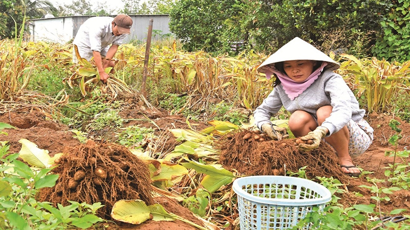 Cách luộc củ lùn để đạt độ ngon hoàn hảo nhất là gì? Những món ăn từ củ lùn có thể bạn chưa biết 5
