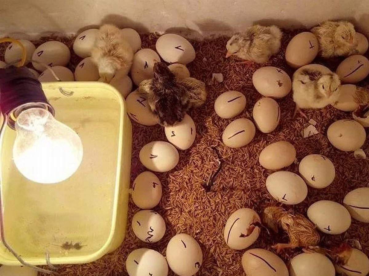 cách bảo quản trứng gà để ấp - hình 3