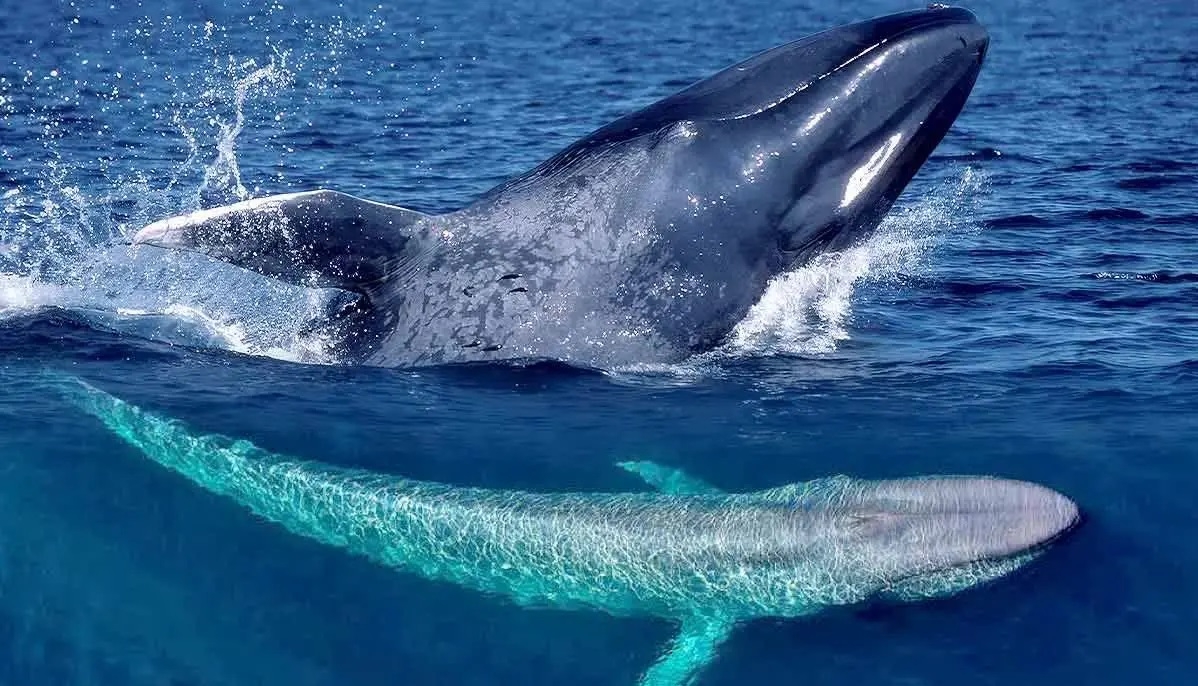 whale là gì