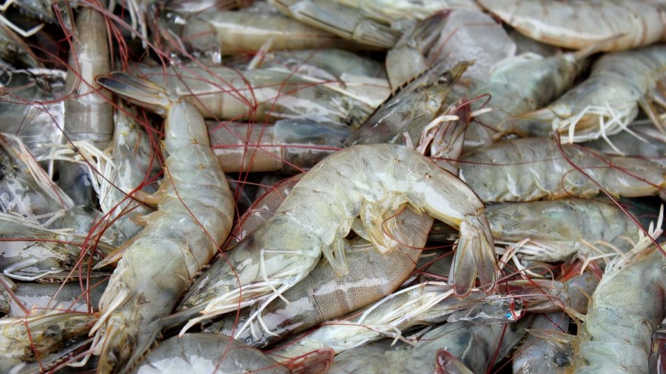Cách chọn mua tôm tươi ngon