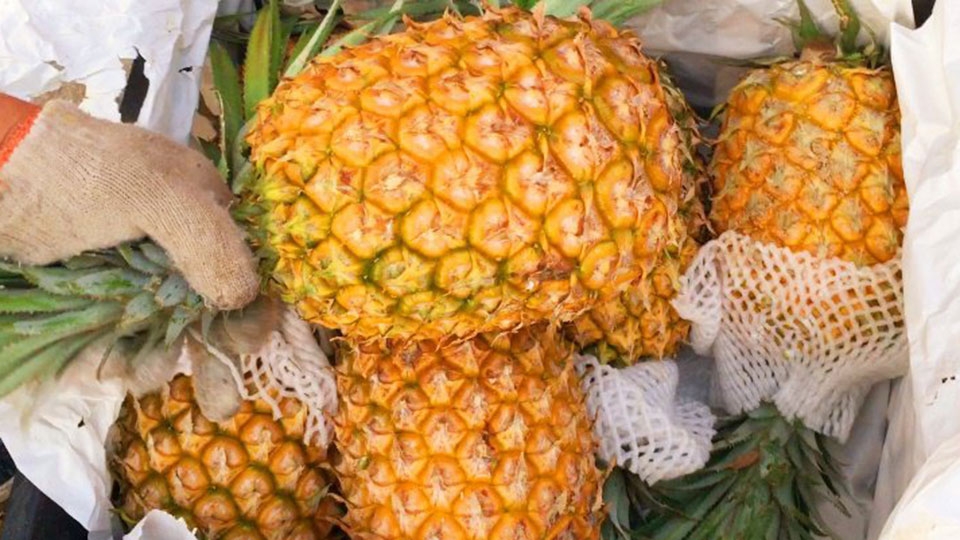 Chọn dứa chín tới để bánh được ngon nhất
