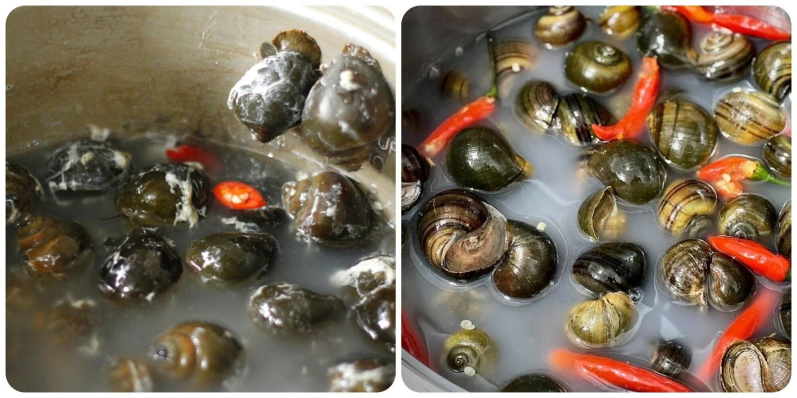 Cách luộc ốc mít ngon: Ngâm ốc