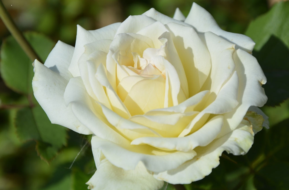 Hoa hồng trắng có ý nghĩa gì hình 1