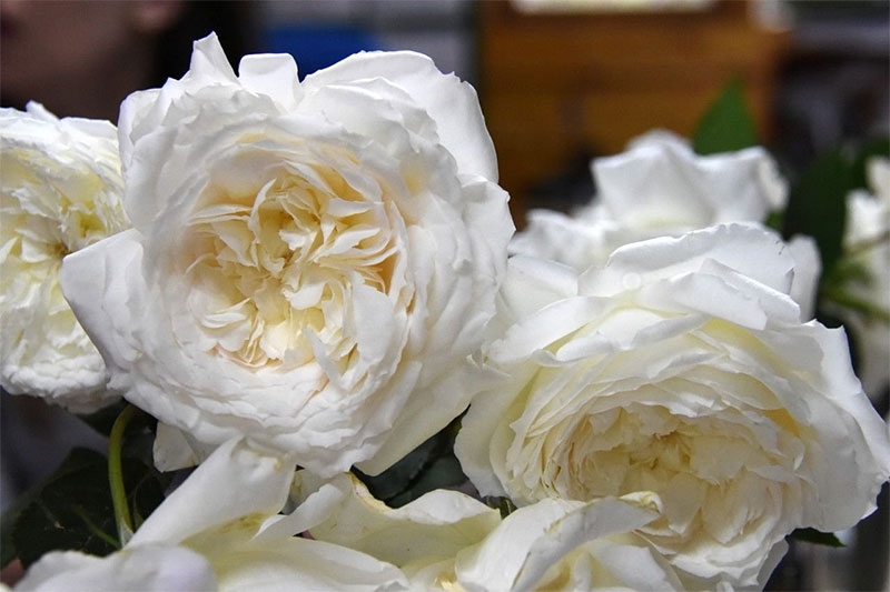 Hoa hồng trắng có ý nghĩa gì hình 10