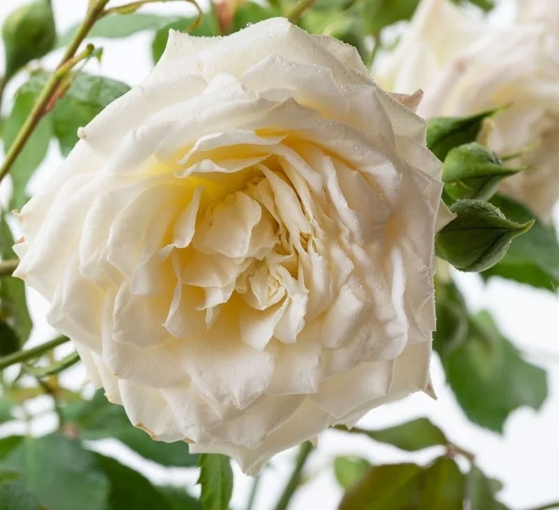 Hoa hồng trắng có ý nghĩa gì hình 13