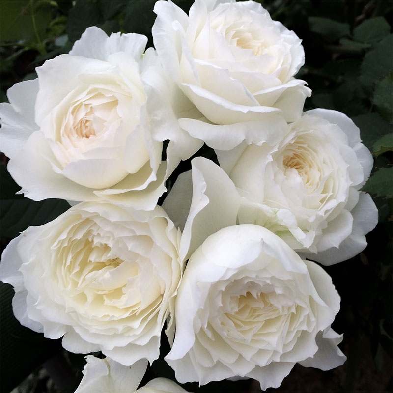 Hoa hồng trắng có ý nghĩa gì hình 14