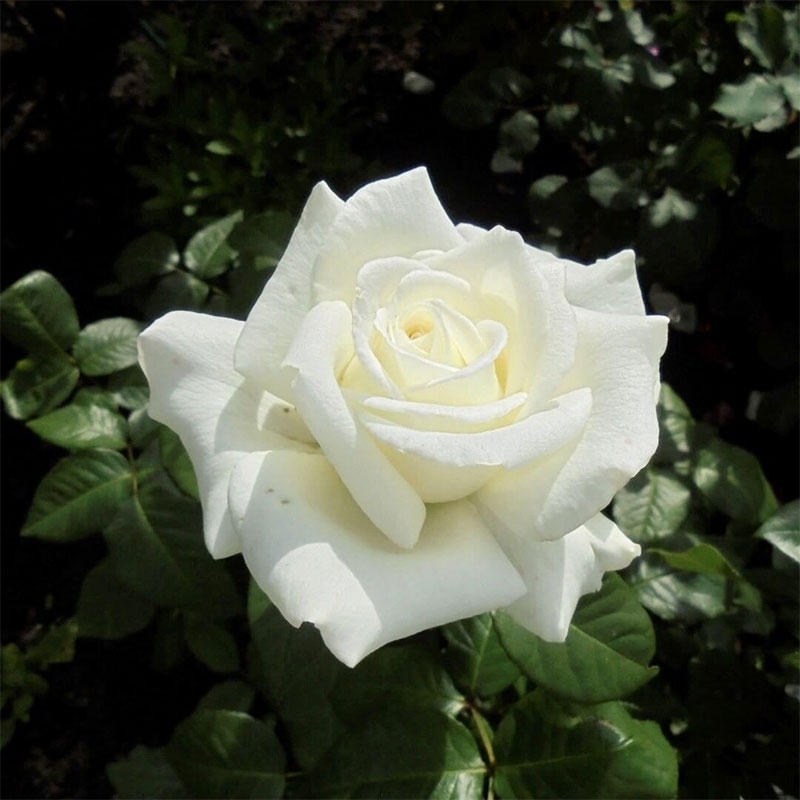 Hoa hồng trắng có ý nghĩa gì hình 2