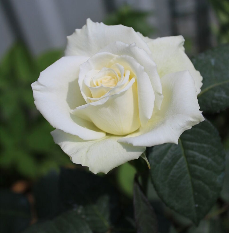 Hoa hồng trắng có ý nghĩa gì hình 8