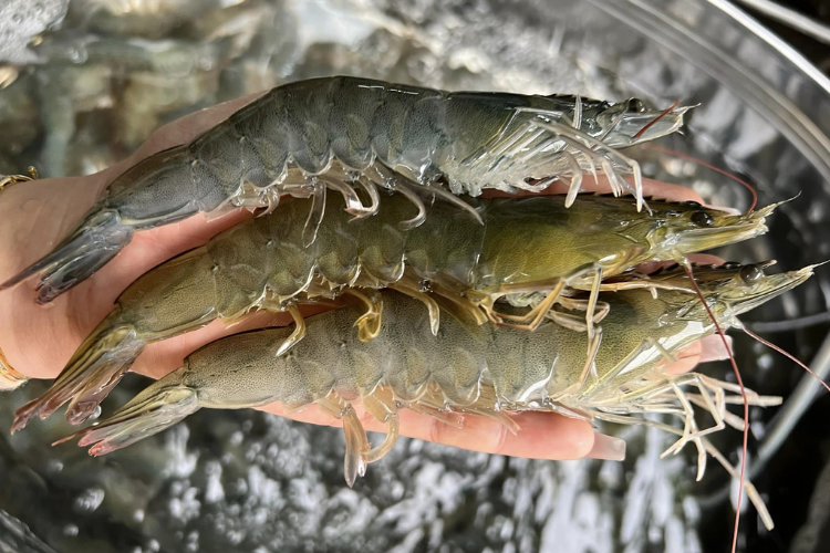 Nguyên liệu tôm tươi làm bánh bèo