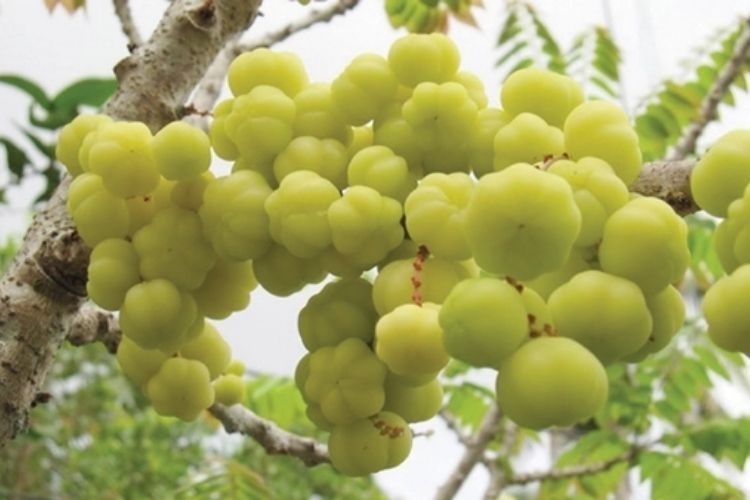 chùm ruột ngâm (hình 5)