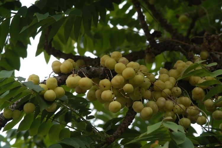 chùm ruột ngâm (hình 6)