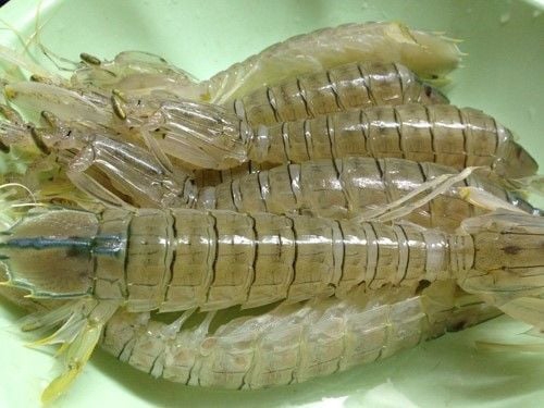 tôm tít rang muối - ảnh 2