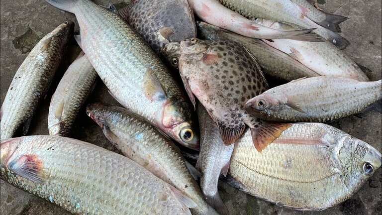 Cá tươi có mùi nhẹ, không bị tanh nồng nặc hoặc mùi chua