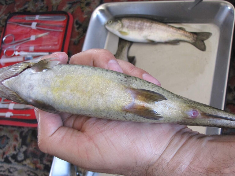 Dùng tay bóp nhẹ phần bụng quanh hậu môn của cá