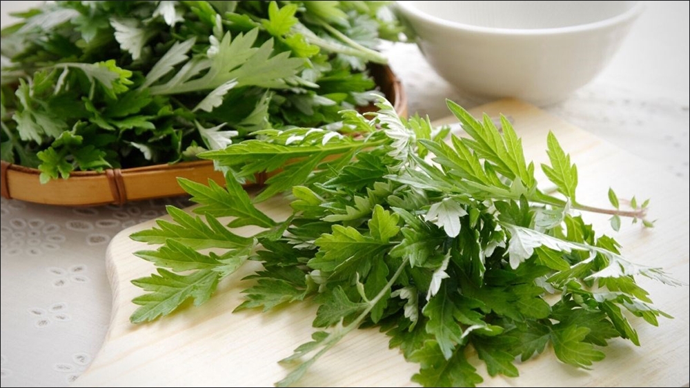 Cách chọn mua rau ngải cứu