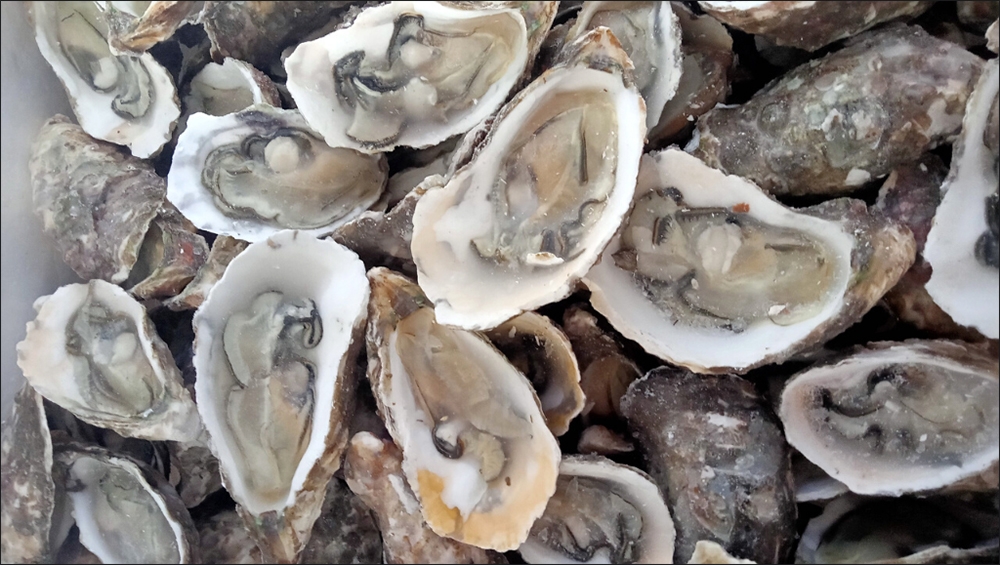 Cách chọn mua hàu sống tươi ngon