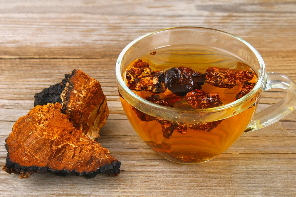 Trà thảo mộc nấm Chaga