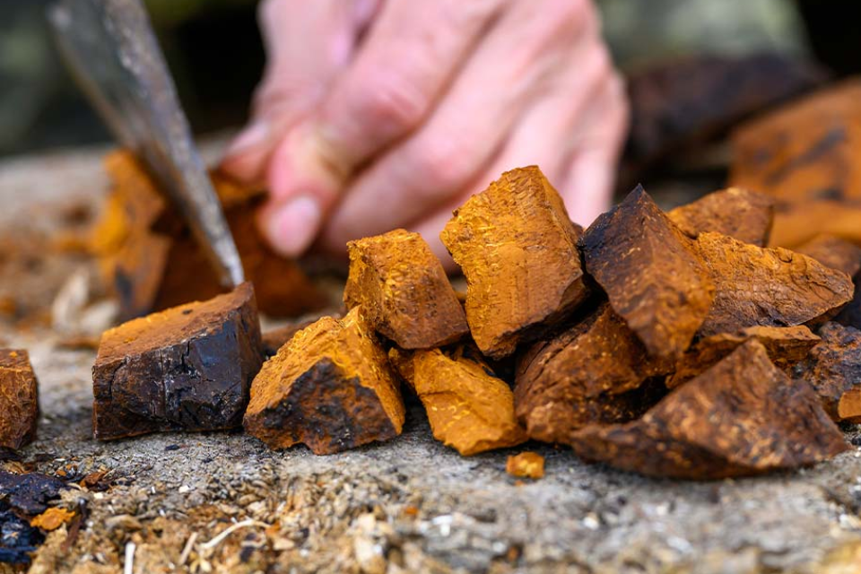 Cắt nhỏ nấm Chaga