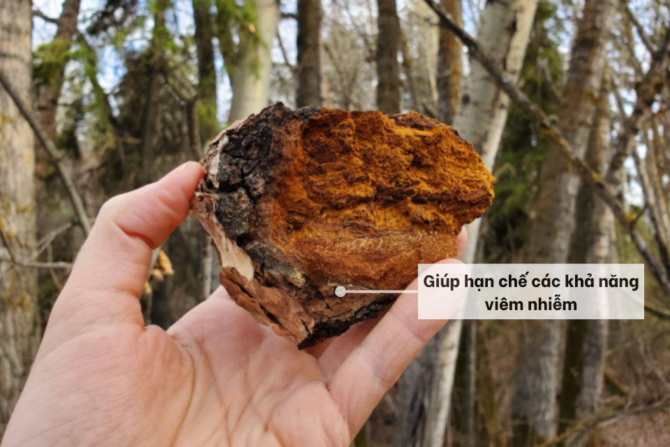 Tác dụng chống viêm