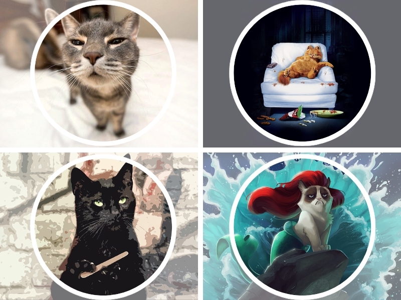 Ảnh avatar thú cưng đáng yêu 1