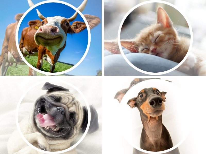 Ảnh avatar thú cưng đáng yêu 2