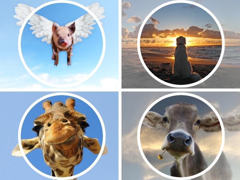 Ảnh avatar thú cưng đáng yêu 3