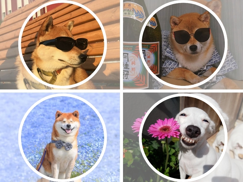 Ảnh avatar thú cưng đáng yêu 5