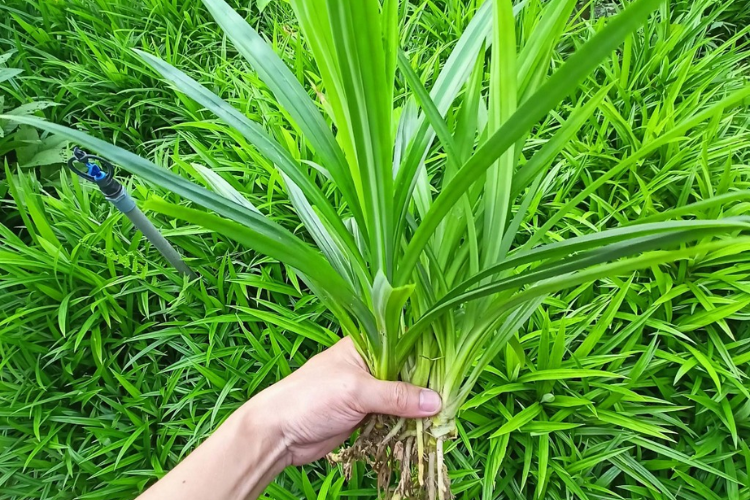 Cách làm mứt dừa lá dứa chuẩn vị, vô cùng thơm ngon hấp dẫn, ai cũng có thể áp dụng ngay tại nhà hình 2