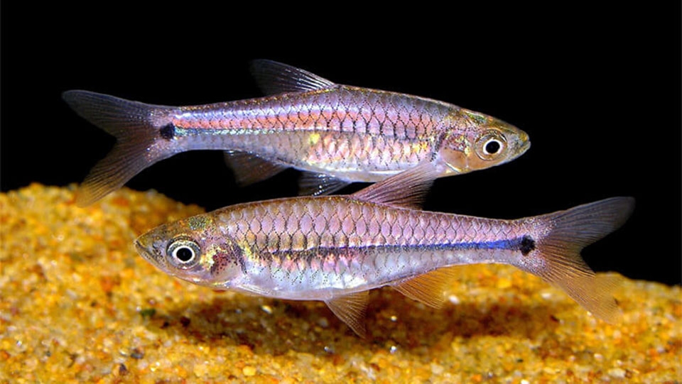 Nên mua cá lòng tong béo và chắc thịt