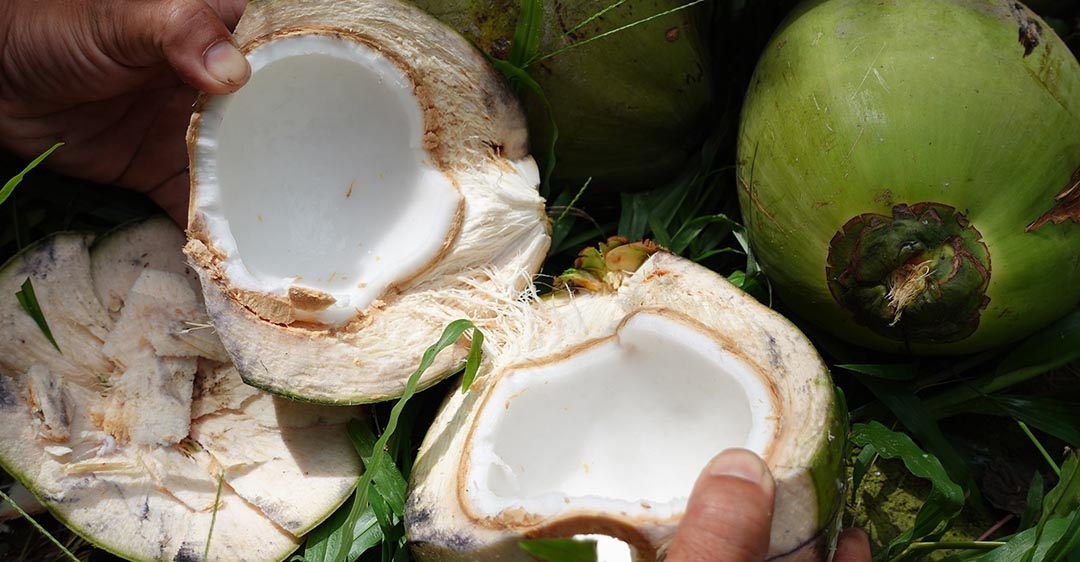 Chọn cùi dừa bánh tẻ để làm mứt dừa