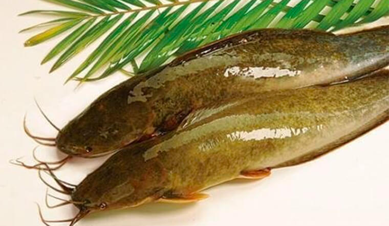 Mẹo chọn mua cá trê